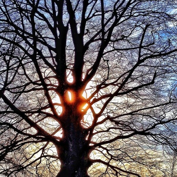 Sun meets tree