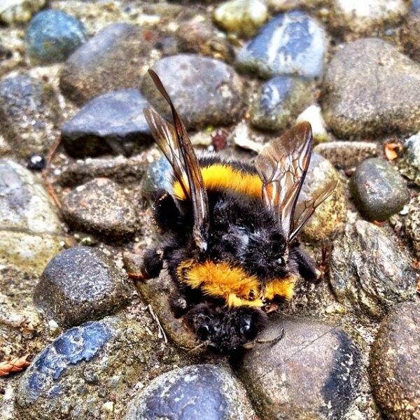 Bumblebee on the Ground