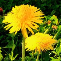 Dandelions and wasp