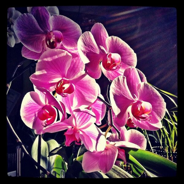 Illuminated Orchids