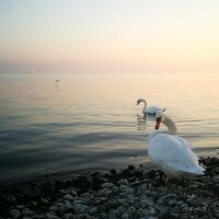 Swan couple at sunset