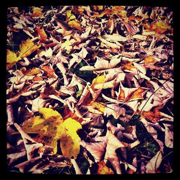 Leaves on the Ground