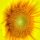 Sunflower Corolla