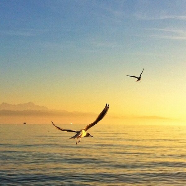 Gulls in the air