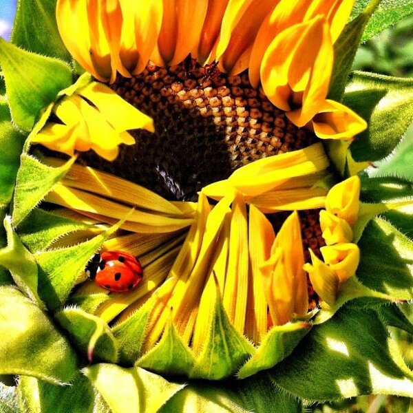 Sunflower opens