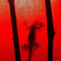 Red Lamp Gecko