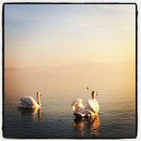 Swans towards Sunset