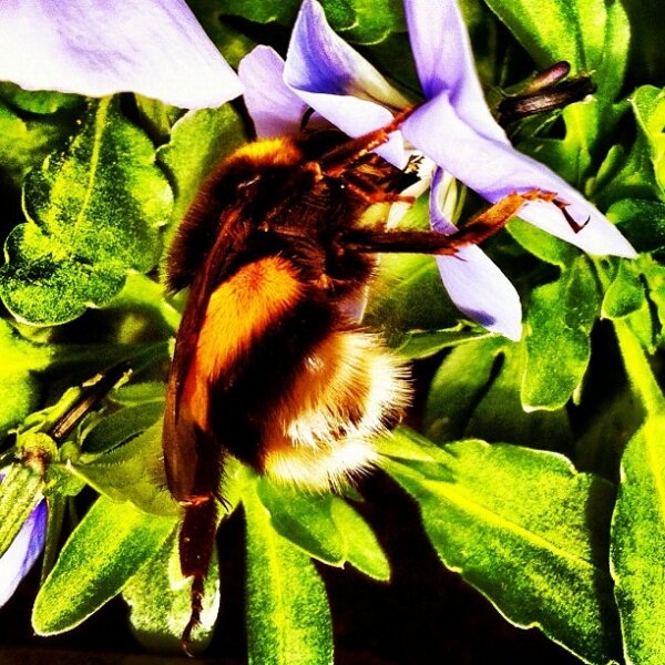 Bumble-bee in the bloom