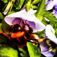 Bumble-bee in the bloom II