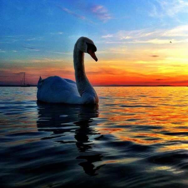 My friend the Swan
