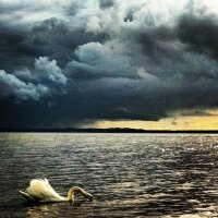 Pure swimming Swan - lightful cloudy