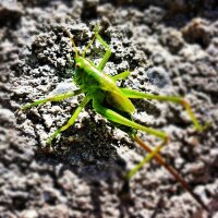Grasshopper on a Wall