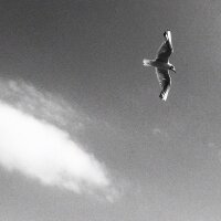 Ansel Gull Flight in the Air