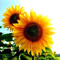 Sunflower Greets