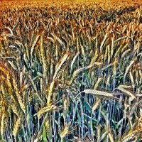 Corn - Grain Impression