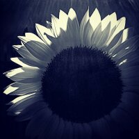 Sunflower Light - Black and White