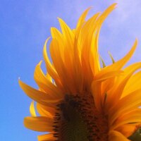 Sunflower Lightness