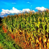 Corn Field Scenery
