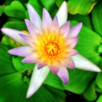 Sunny moment - Lotus
