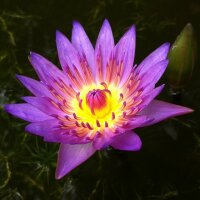 LOVE - Serenity of Lotus