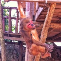 Monkey Red II - swinging